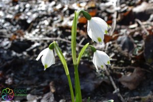 Leucojum vernum (2)6.jpg